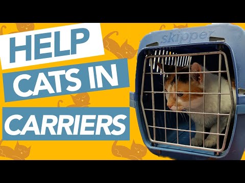 How to Get Your Cat Used to a Carrier - TOP TIPS