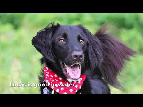 Lucas, an adopted Afghan Hound & Labrador Retriever Mix in San Mateo, CA_image-1