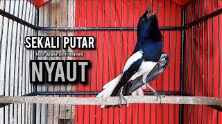 Download lagu SUARA BURUNG kacer gacor NGEPLONG TARUNG ini paling AMPUH buat PANCINGAN KACER agar EMOSI mp3