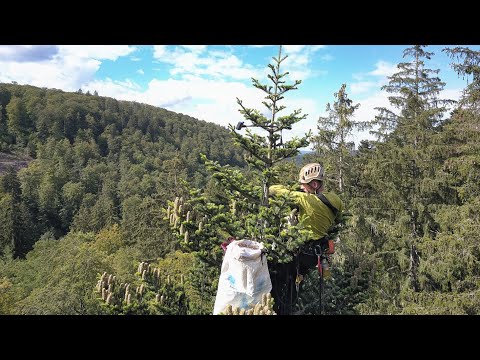 Baumkletterer bei der Zapfenernte