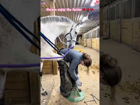 Cavalos desfrutam do ferreiro: um cuidado essencial e prazeroso