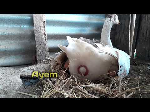 the process of the female goose laying eggs