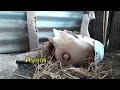 The Process Of The Female Goose Laying Eggs