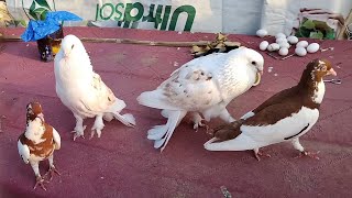 Kabotar Video 2025 | Pigeons Care Tips & Tricks Video | Indian Kabotaro Ki Video | Fancy Pigeons