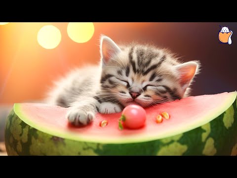 Purrfect Serenity: Relaxing Music to Soothe and Calm Your Cats | Cat Music | Sleepy Cat