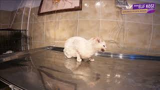 Can Dostumuz Güvende