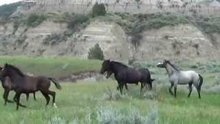MUSTANGS, Theodore Roosevelt National Park