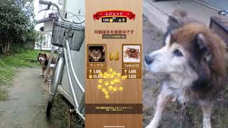 ポンチキのウッディバトル　レジェンド編