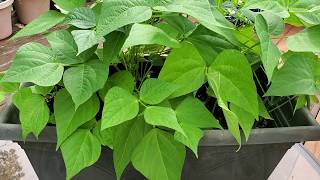 Grow Green Beans In Small Containers