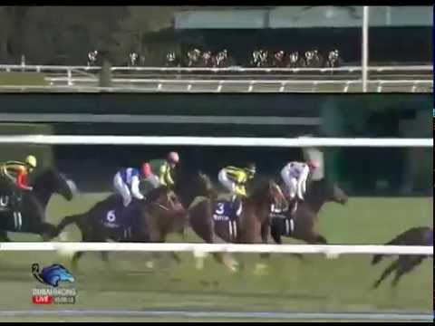 2014.11.23 Mile Championship (JPN) - Danon Shark