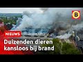 Tienduizend kippen omgekomen bij brand in stal | Omroep Brabant