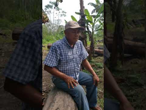 Maestro don Alberto - Bobinsana icaro