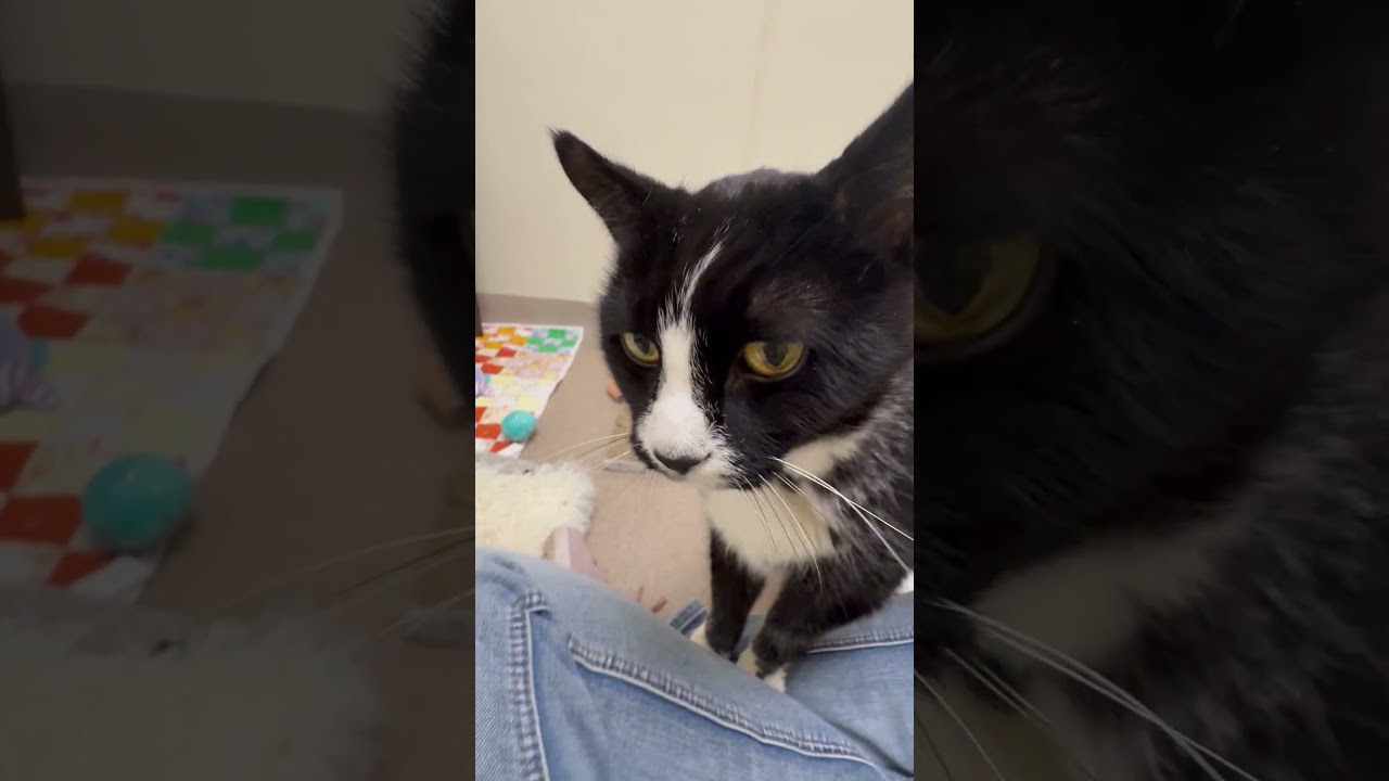 Benjamin - big sweet LOVERBOY, a ADOPTABLE Domestic Short Hair in Oshkosh, WI video 6/6