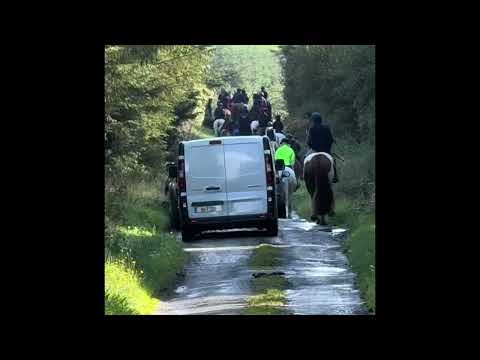4yo 15.3hh gelding broken & riding - Image 2