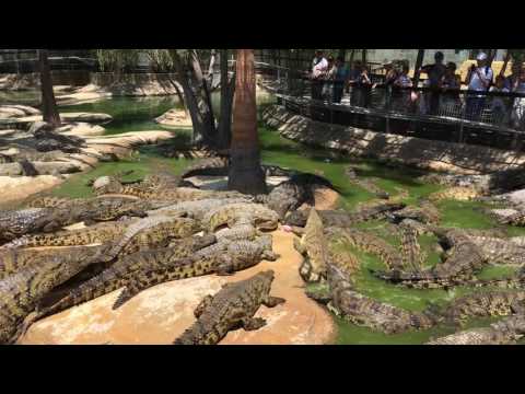 Crocodile death roll snaps other crocs leg.