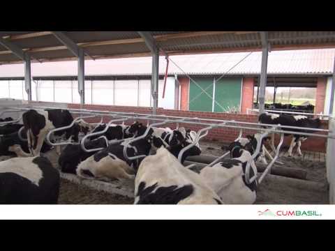 Cumbasil® in der Praxis