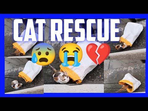 😰 CAT RESCUE II  CAT STUCK ON 6TH FLOOR II😭🙄#catrescue