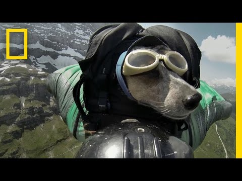 Whisper the BASE-Jumping Dog