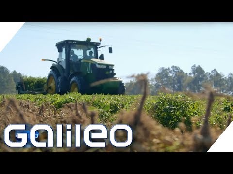 Der Weg der Erdnuss | Galileo | ProSieben