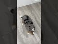 Mini Bernedoodle dogs for sale: Finley - Video 1