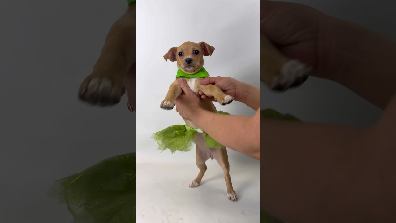 Enlarge Emerald, an adopted mixed breed in PHOENIX, AZ video 5/6