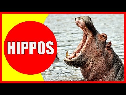 HIPPO VIDEOS FOR KIDS - Facts about Hippopotamuses for Children, Preschoolers and Kindergarten
