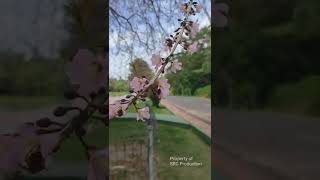 Download lagu Ini Bunga Sakura Asli dari Jepang mp3