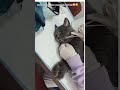 Cat Reaction After Anaesthesia