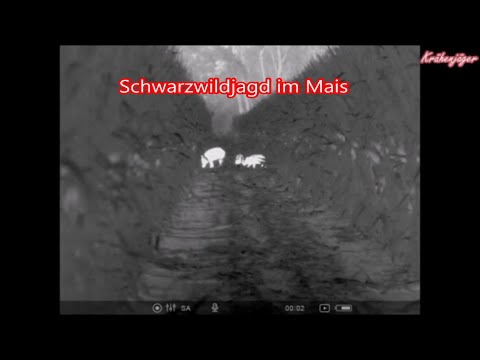 Schwarzwildjagd - Wild boar hunting - im Mais