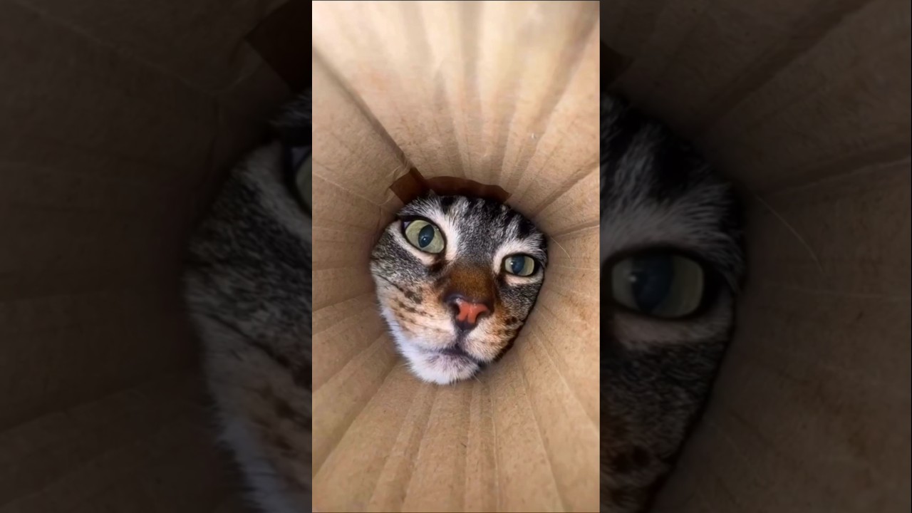 Where are cats happier—indoors or outdoors? #cat