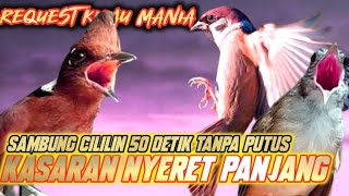 Download lagu KASARAN PATAS‼️GEREJA TARUNG KAPAS TEMBAK SAMBUNG CILILIN 50 DETIK TANPA PUTUS || MURAI CUCAKIJO mp3 Download lagu KASARAN PATAS‼️GEREJA TARUNG KAPAS TEMBAK SAMBUNG CILILIN 50 DETIK TANPA PUTUS || MURAI CUCAKIJO mp3