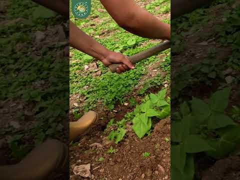 "Whispers of Sikkim: A Journey with Himali Farm 🌿✨"