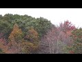 Seagulls Flying Around The Wal Mart Parking Lot