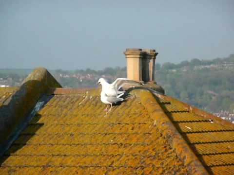 Fitbirds video thumbnail
