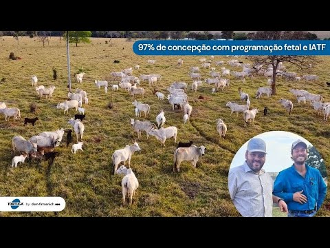 O segredo da pecuária de primeira da Fazenda Barro Preto | Noticiário Tortuga