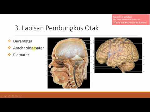 Apa yang harus membeli untuk meningkatkan potensi di Perancis Kekurangan patogen perempuan