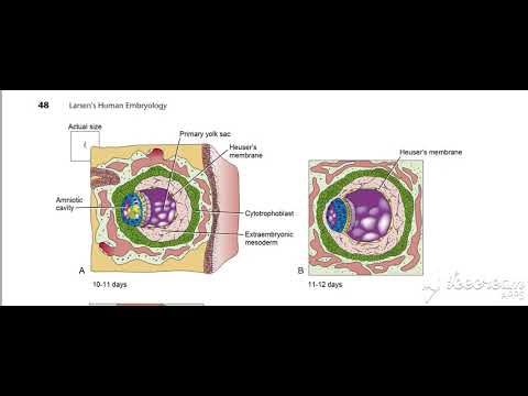 Bilaminar embryonic disk 2