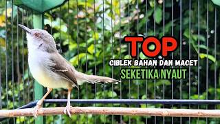 Download lagu CIBLEK GACOR NGEBREN variasi melimpah buat Pancingan Ciblek Semi bahan jadikan ciblek kristal gacor mp3