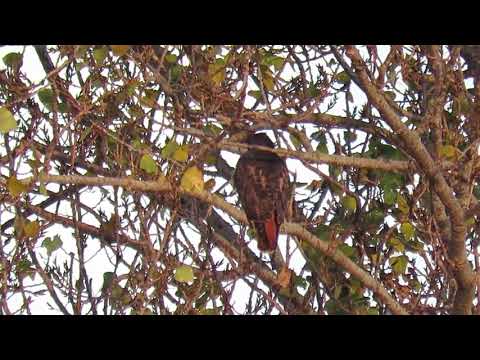 Red tail hawk