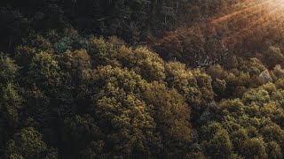 Download the video "The Forest | Cinematic Drone Footage"