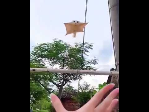 ハリネズミに適切な餌を与える トピックス