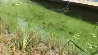 All in One! Natural pool, fish pond and veggies