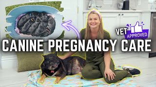 How to Take Care of a Pregnant Dog? | Vet Approved