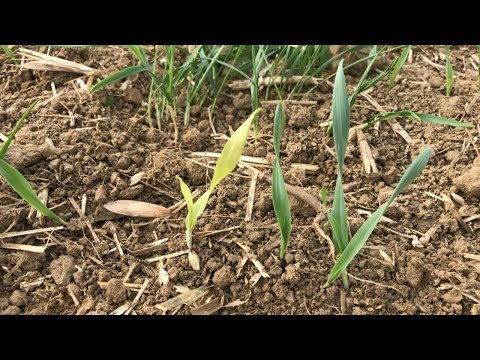 139. Feldexkursion: Schädlinge in Getreide - NU Agrar, 09.10.2019