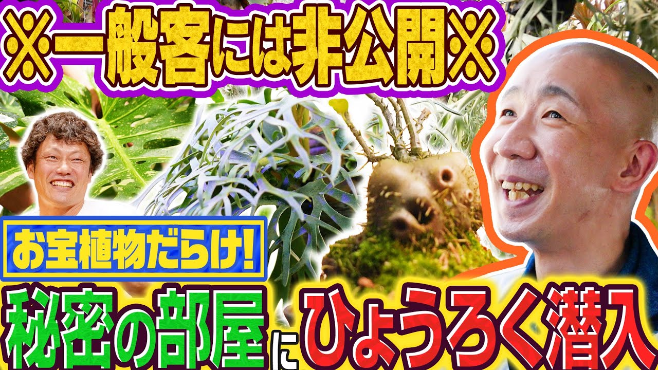 変態植物倶楽部 列島縦断！ひょうろくの未確認変態は何処に | テレビ大阪