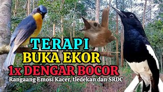 Download lagu TERBUKTI AMPUH, MERANGSANG EMOSI TLEDEKAN GUNUNG, SRDC DAN KACER mp3