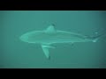 Sharkdiving at Aliwal Shoal - Umkomaas, South Africa II