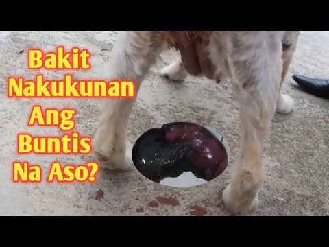 YouTube video about: Can a pulling dog cause miscarriage?