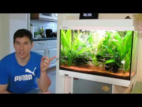 akvarium feher féreg