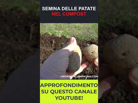 Orto senza fatica: coltivare Patate nel compost con il metodo NO DIG! #shorts